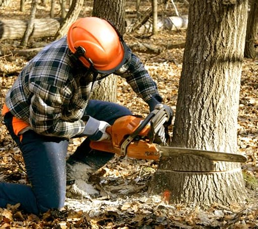 Tree Removal in Rural Hall, NC